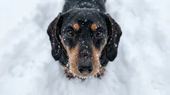 Dlaczego psy marzną zimą: praktyczny poradnik, jak chronić pupila przed chłodem